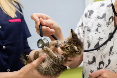 Przychodnia Weterynaryjna Kora